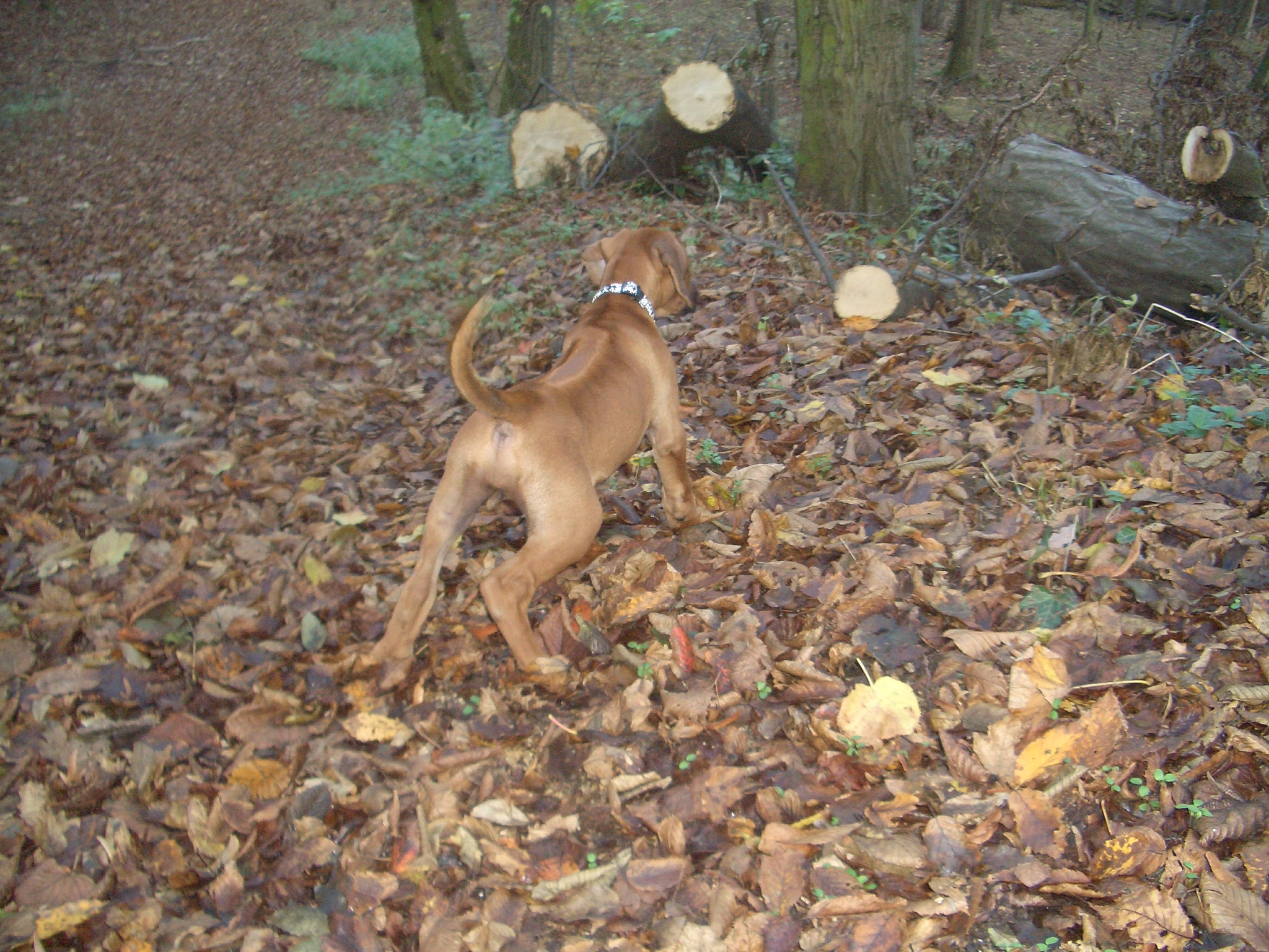 15.11.2008 Jade 007.jpg