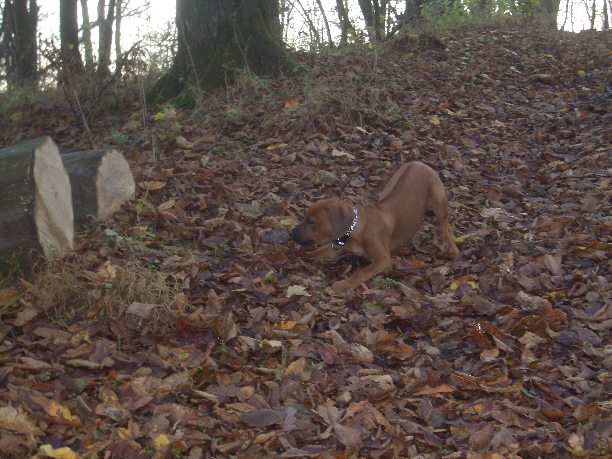 15.11.2008 Jade 008.jpg